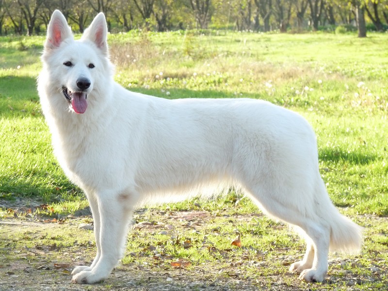 Guess gliss white Du domaine de la combe noire