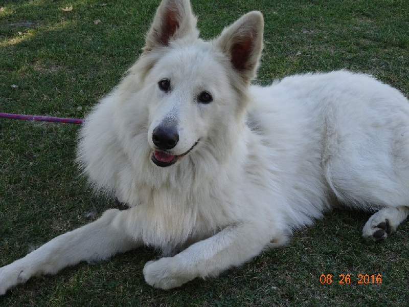 Little black warrior Des Gardiens du Dolmen