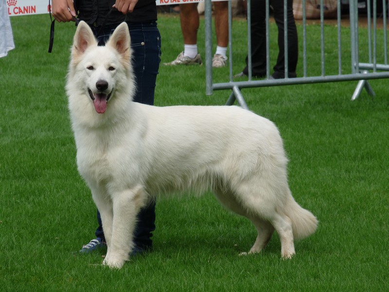 Exposition Canine de Cahors