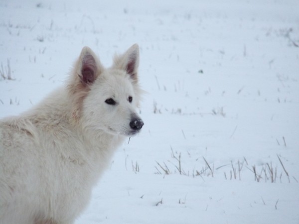 Mes 3 loulous dans la neige !!! les 5, 6 et 7/02/2012